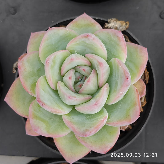 ZZA261 アマビレ（9cm pot）