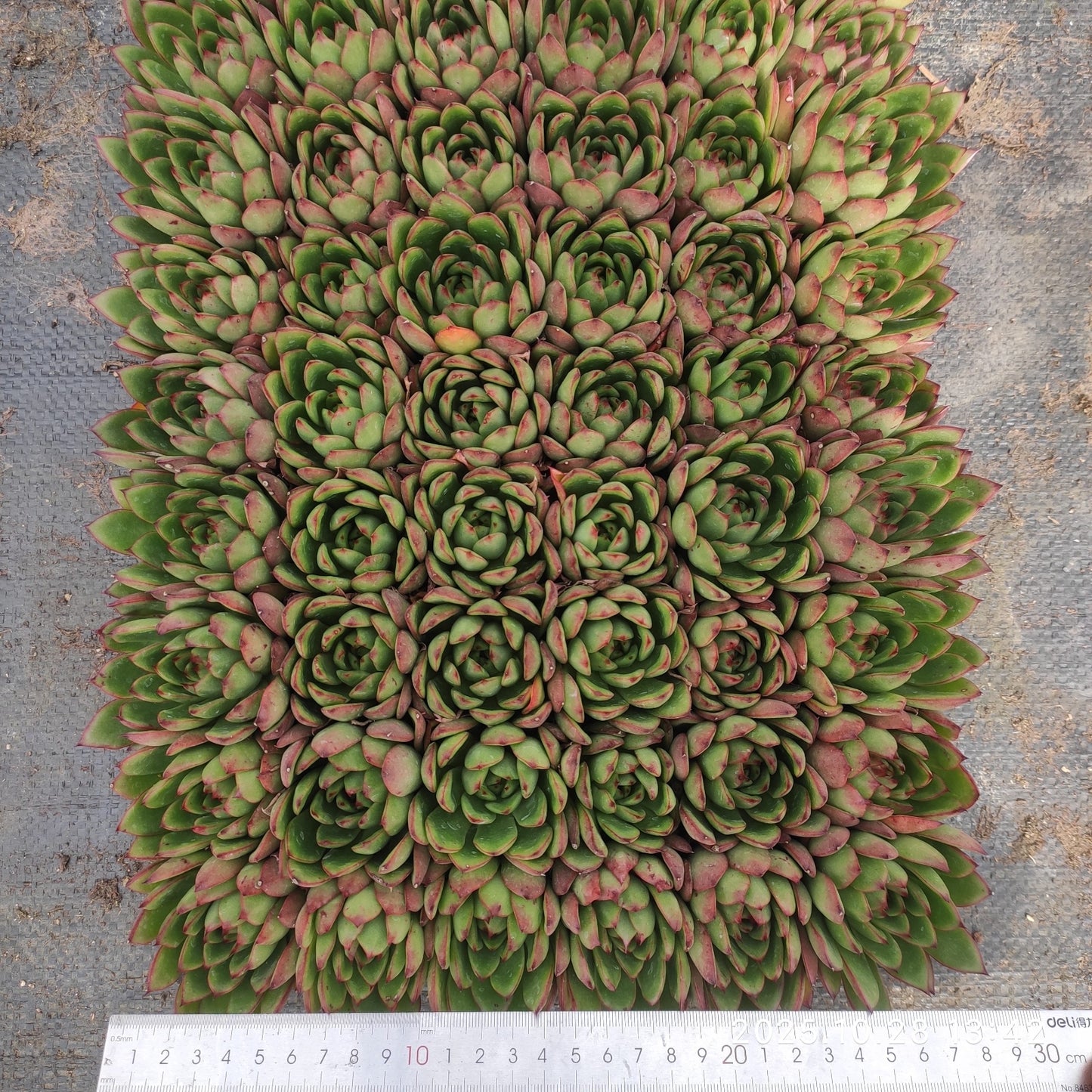 22201  テンプトレス（3cm pot）（ポット苗）