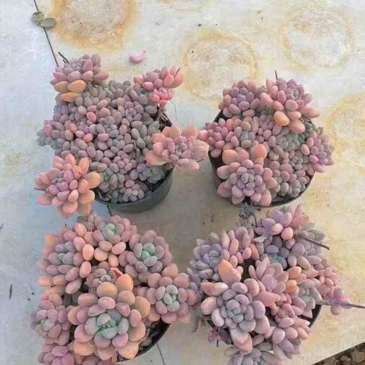 261011 キシリトール