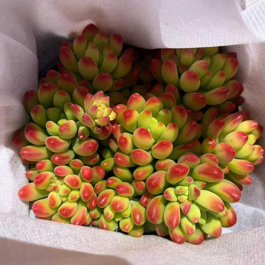 22935 アリス　エブンズ