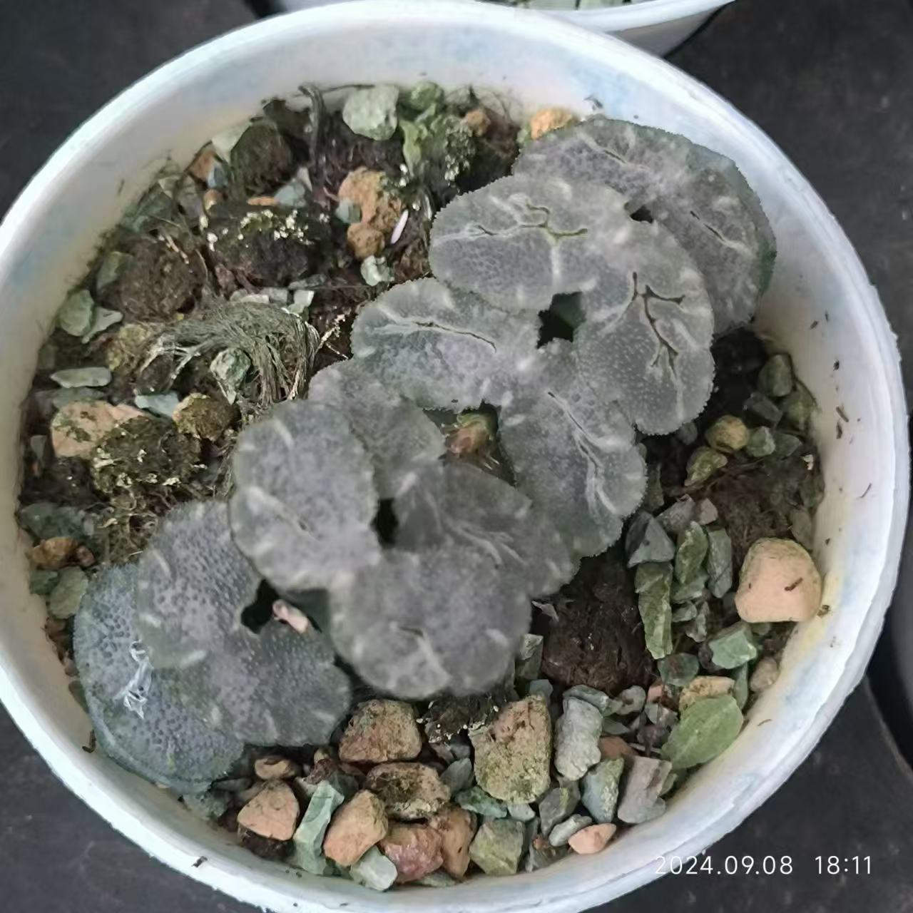 13214 ハオルチア トゥルンカータ ミダレガミ