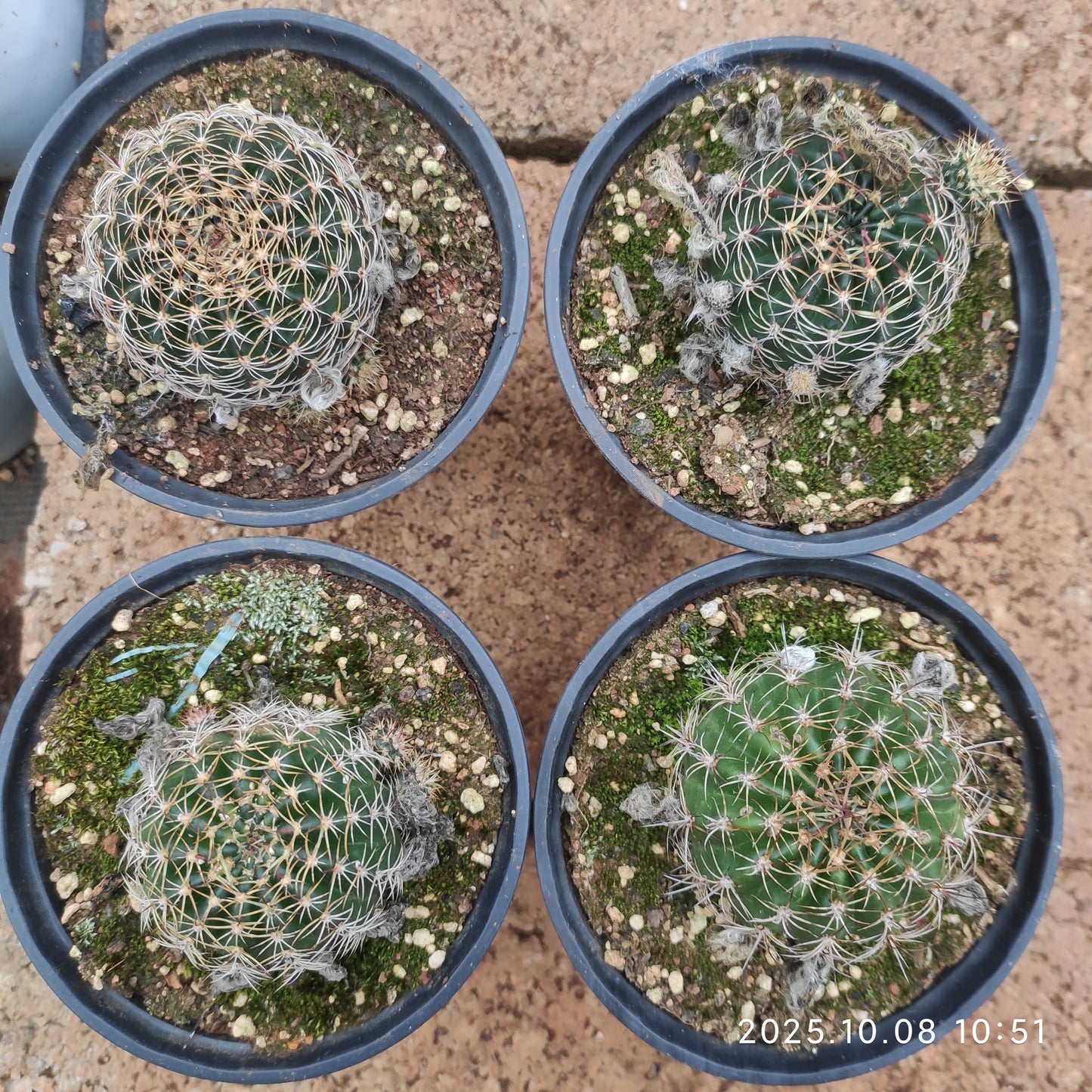 DMC065 ロビビア　ドラクストラリアナ（9cm pot）