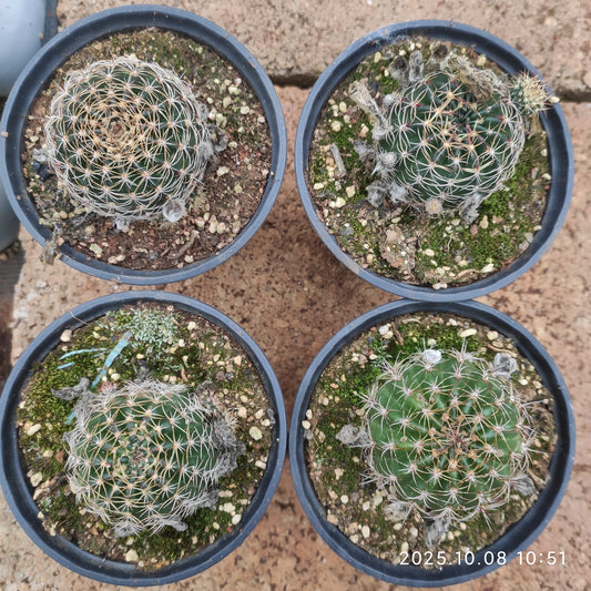 DMC065 ロビビア　ドラクストラリアナ（9cm pot）