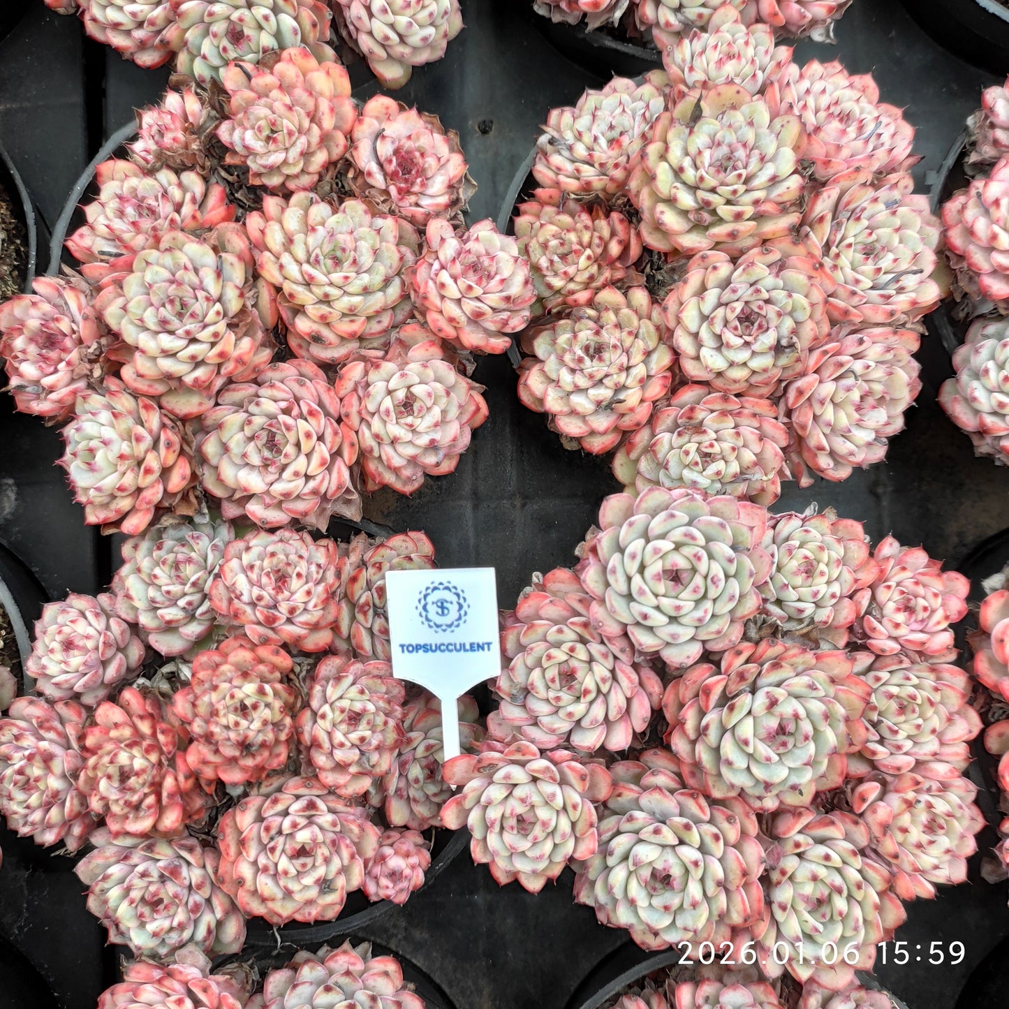 24416 ワイト　ミニマー