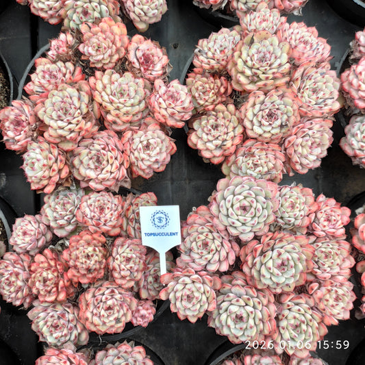 24416 ワイト　ミニマー