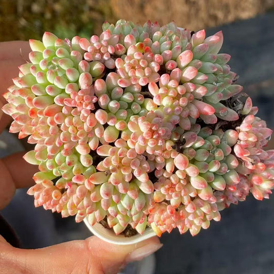 23205 花火（6.3cm pot）