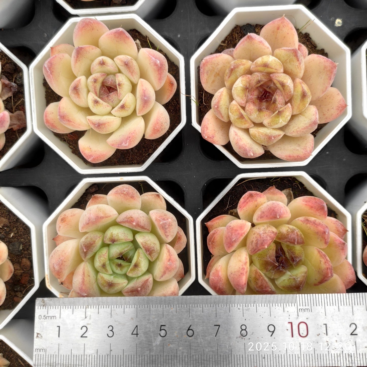 YBB361 ブラックローズ（7cm pot）