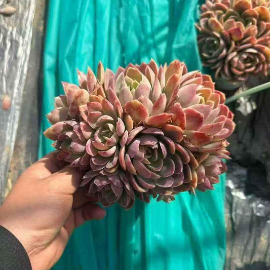 23657 シルクヴェール