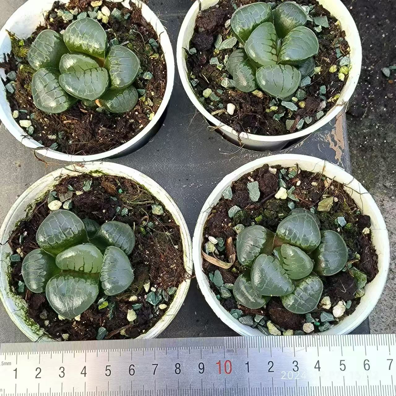 1375 クリスタル グレープ