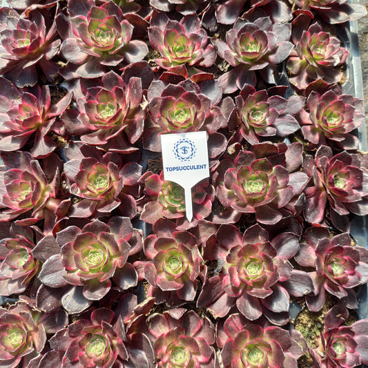 24626 マジック　ピル