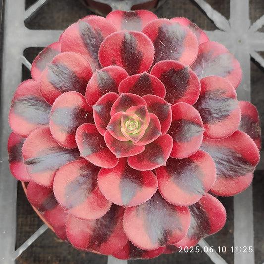 ZXX268 メドゥーサー (12cm pot)