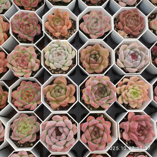 HG092 ミックス苗（7cm pot）