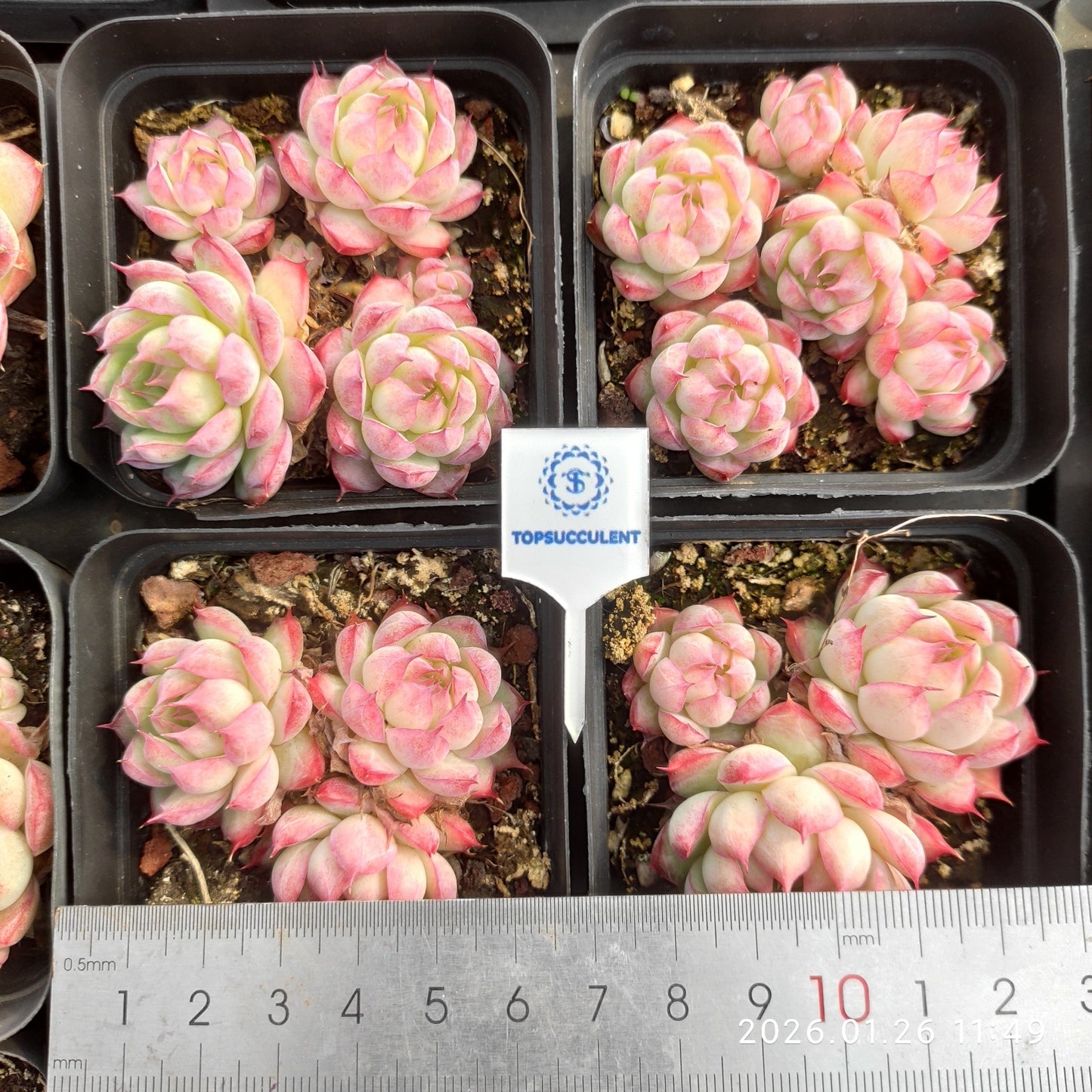 25550 ローズ クイーン