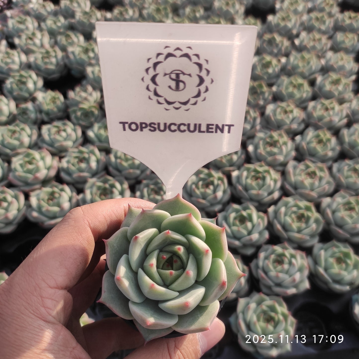 22499  タークォイズ（5.5cm pot）