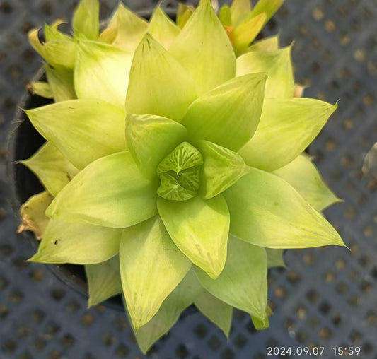 13138 ハオルチア キサンタゴールド錦