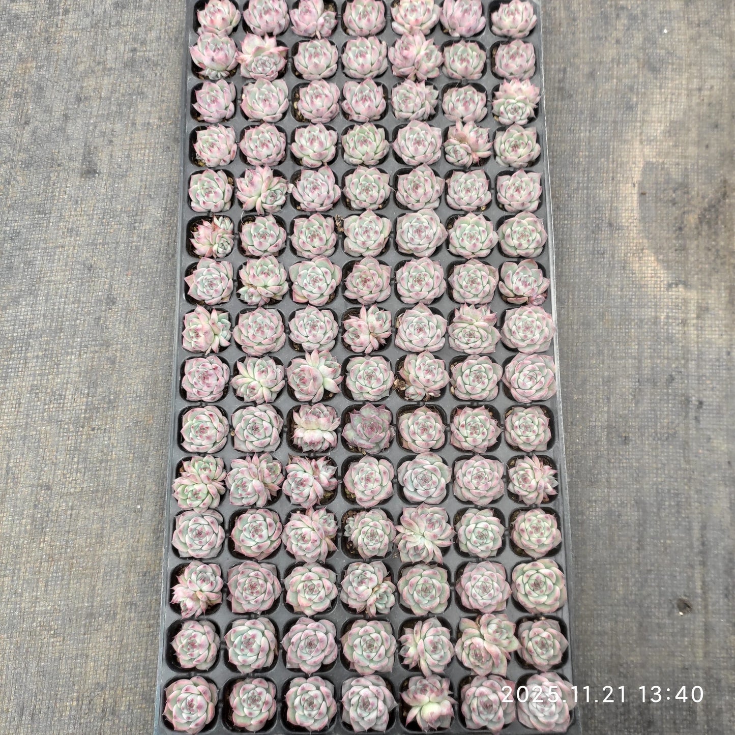 22140  チワワエンシス（3cm pot）（ポット苗）