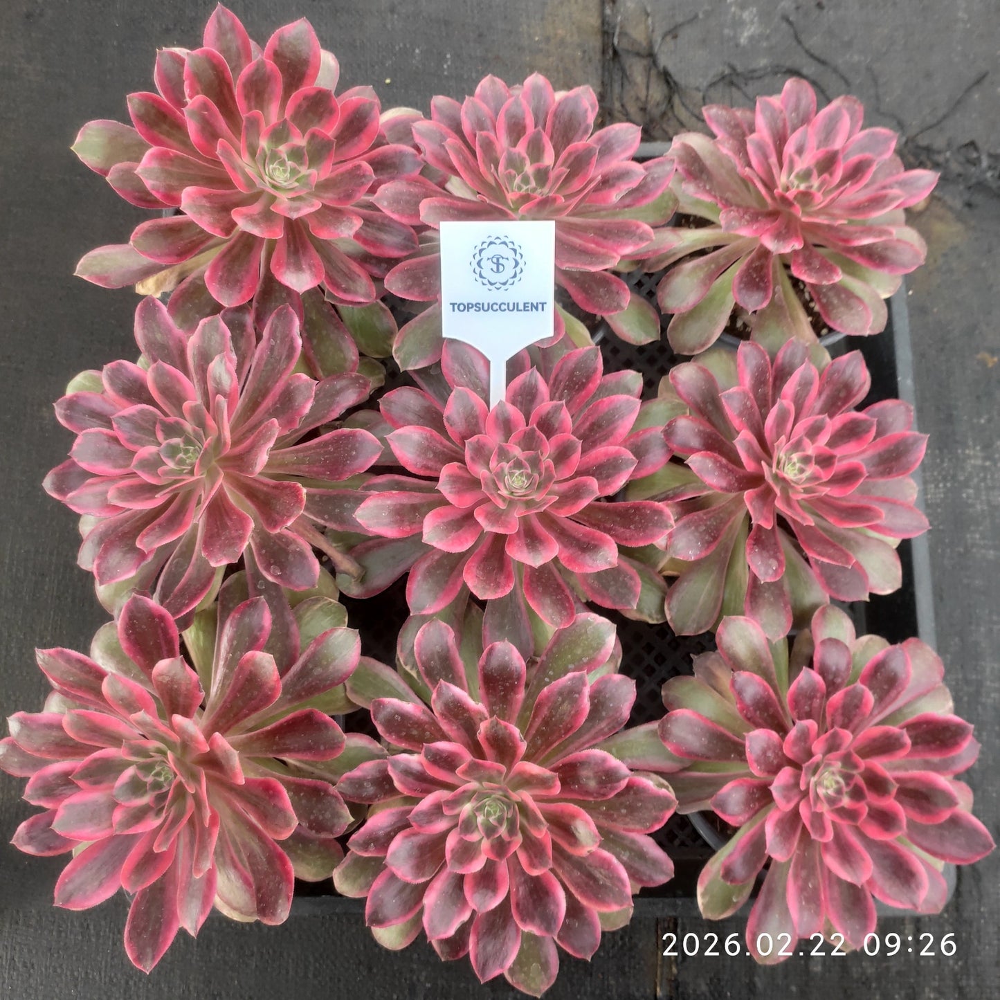 26088 ブラック　デビル