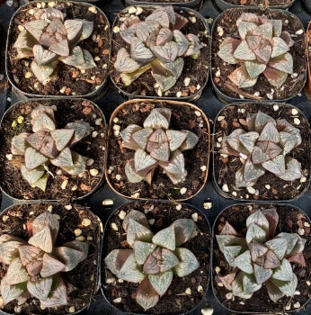 CS136 牡羊座 おひつじざ (7cm pot)