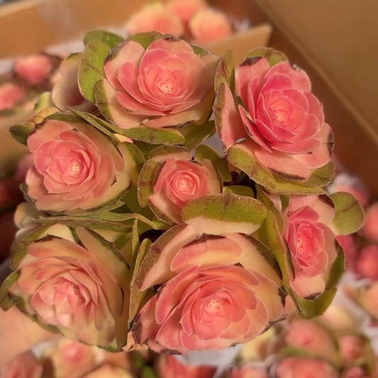 25285 ピンク サンバースト薬錦