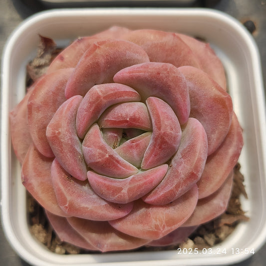 MMY901 スノーハイビスカス(5.5cm pot)