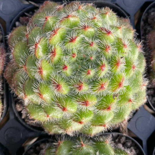 15448 ゴールデン フルーツ