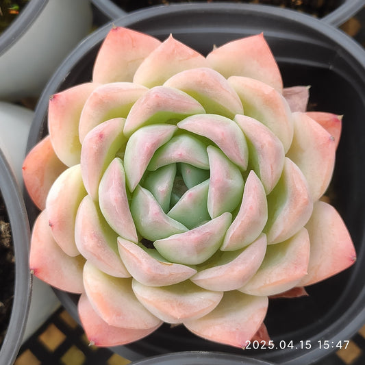 QN567 スリョン Hyb（7cm pot）