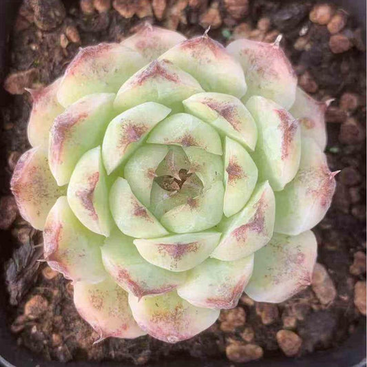 BL997 ホワイト スジョン （7cm pot）