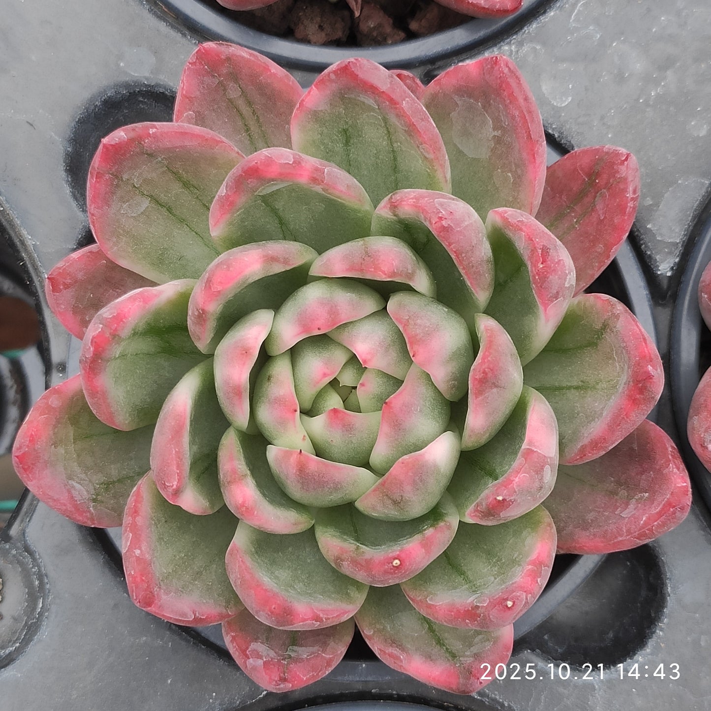 MMY859 クリスタル　ジェニー（9cm pot）