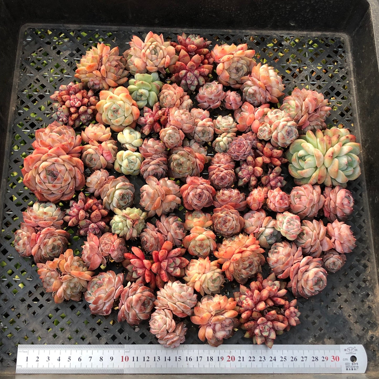 BL2121-004 ミックス苗