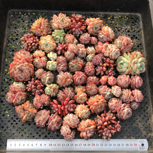 BL2121-004 ミックス苗