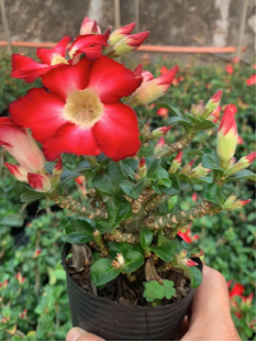 FGY033 アデニウム　オベスム (9cm pot)葉がなし