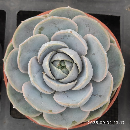 ZXX024 ブルーサプライズ（9cm pot）