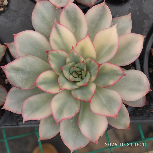 MMY1032 エスター錦 （9cm pot）