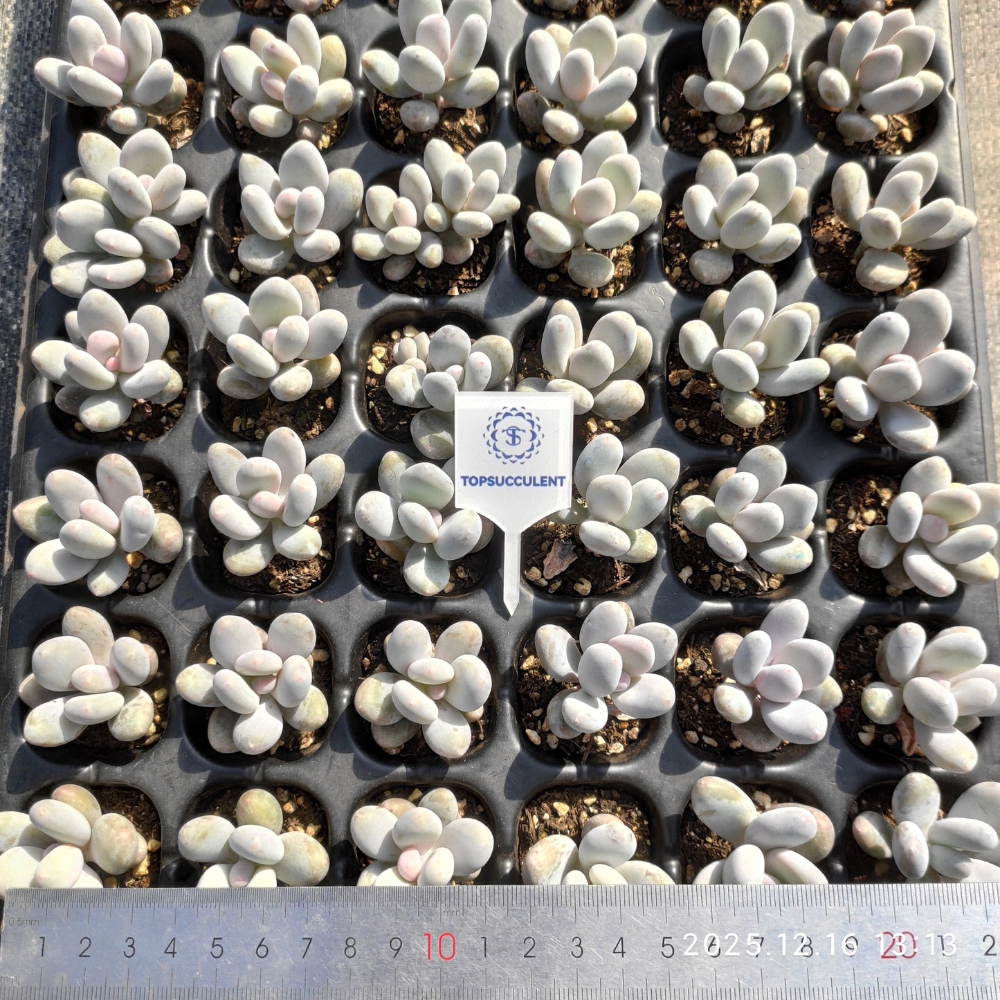 23709 オーベファーラム（3cm pot）