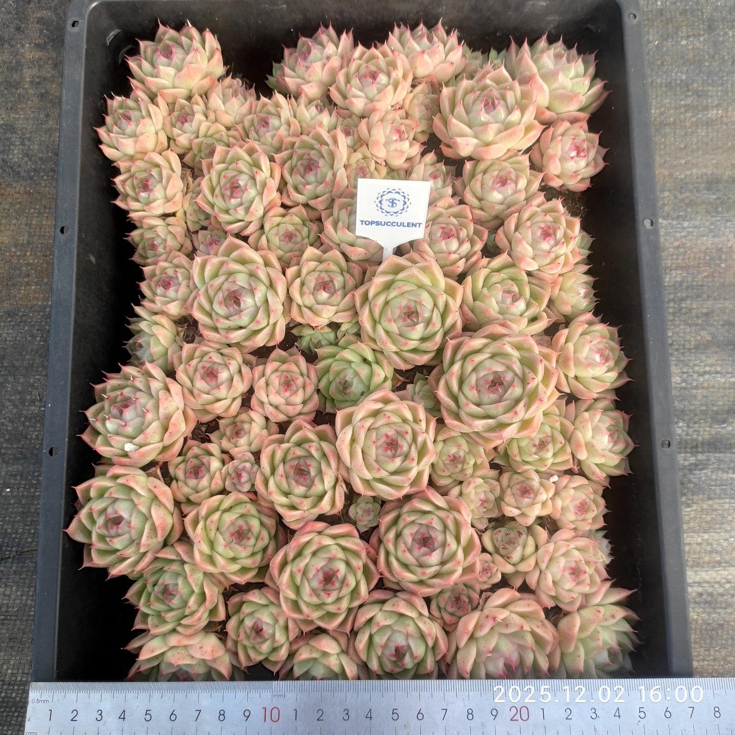 23060 マルギャンHyb（ポット苗）