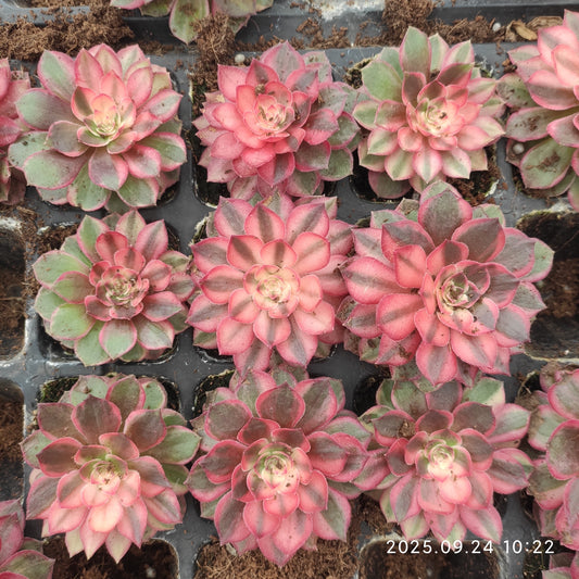 ON629 ブラック　デビル（7cm pot）