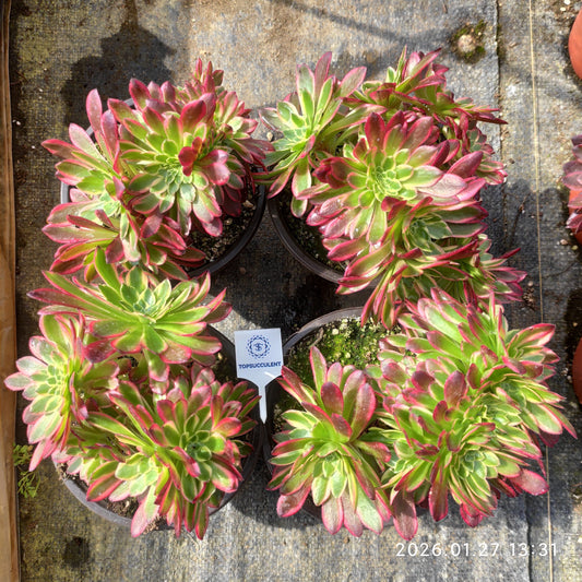 25467 アエオニウム　カーニバル　綴化