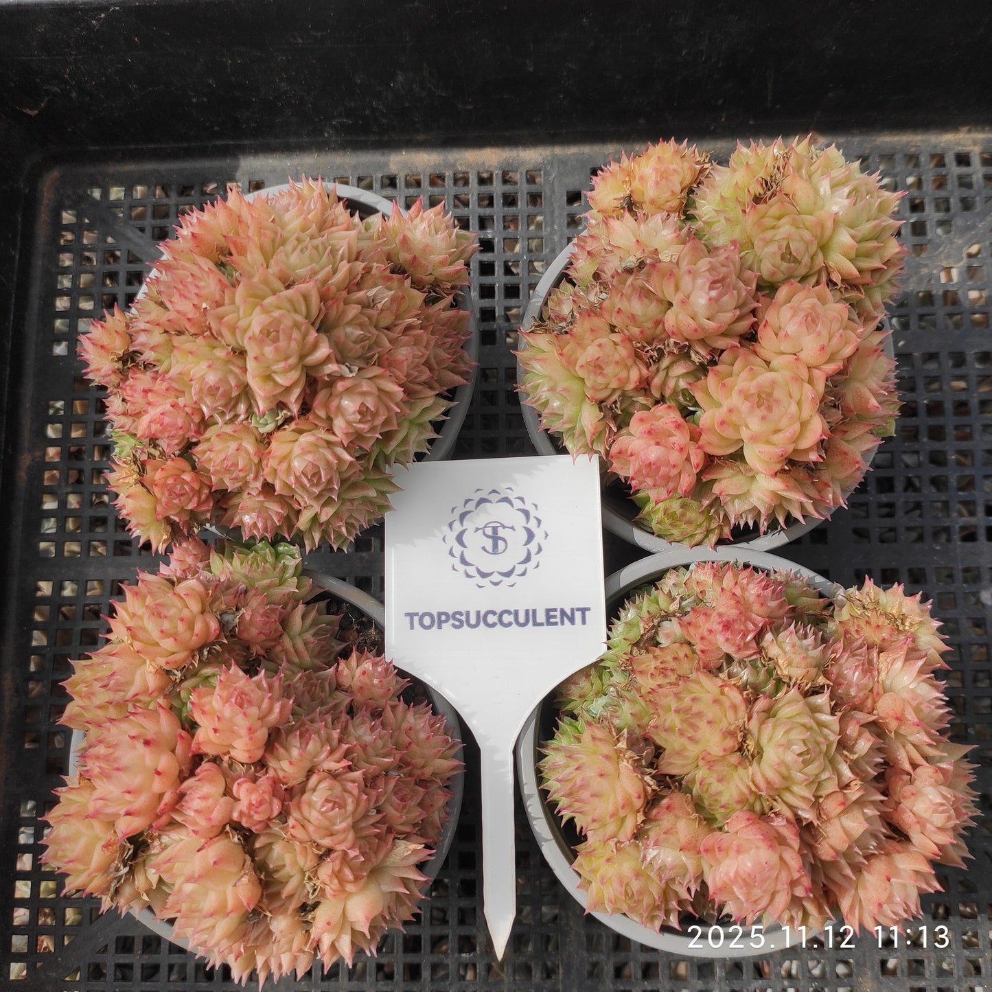 18286 ワイト　ソーダー x マルギャン（9cm pot）