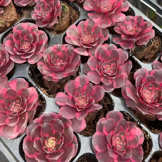 21499 チャーム　ゴールド（7cm pot）