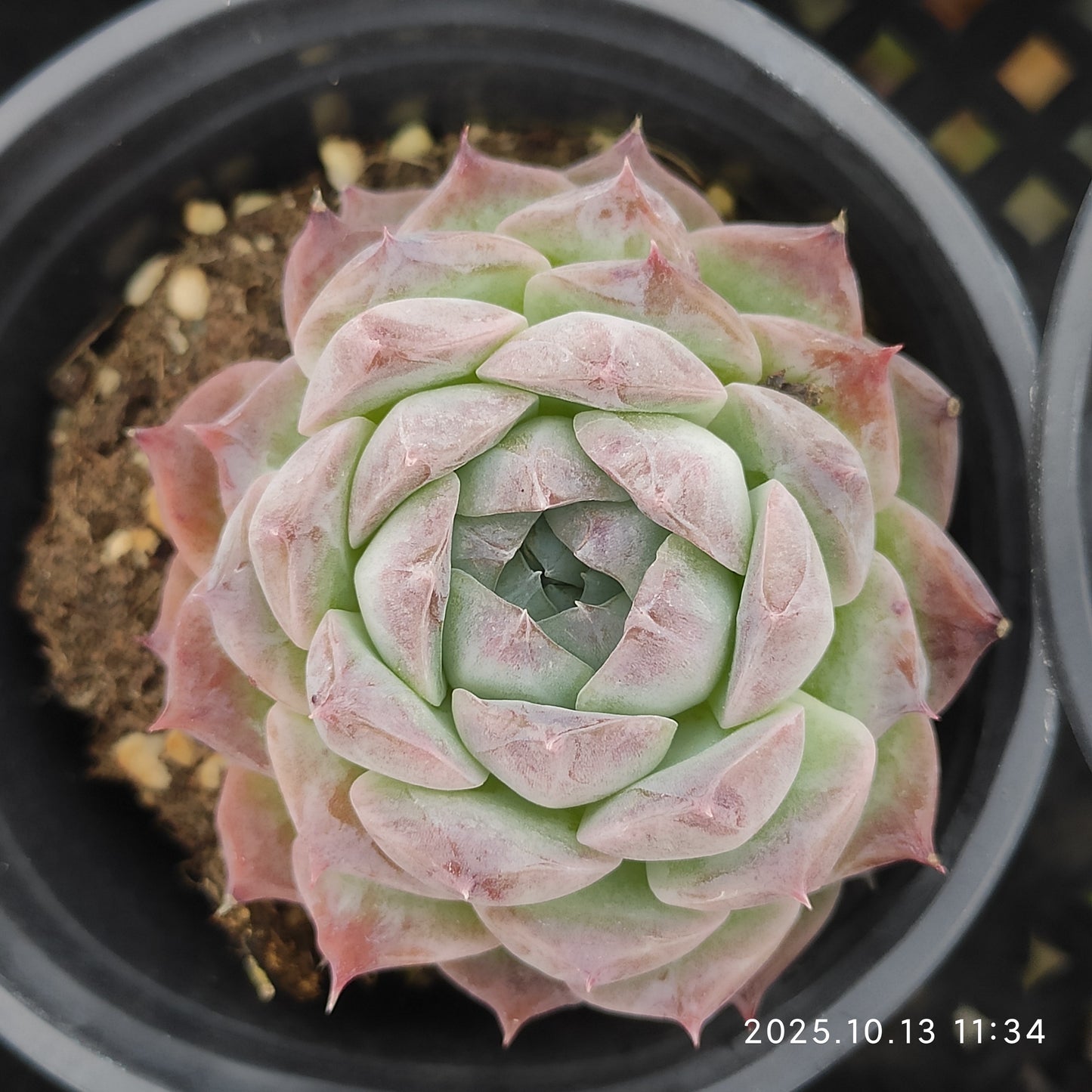 QN554 ポセイドン(9cm pot)