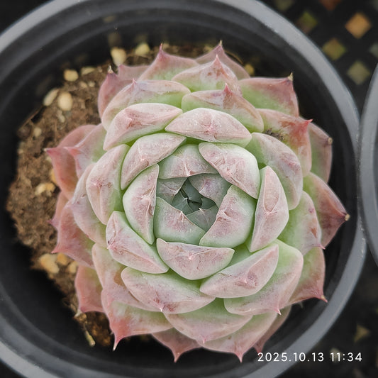 QN554 ポセイドン(9cm pot)