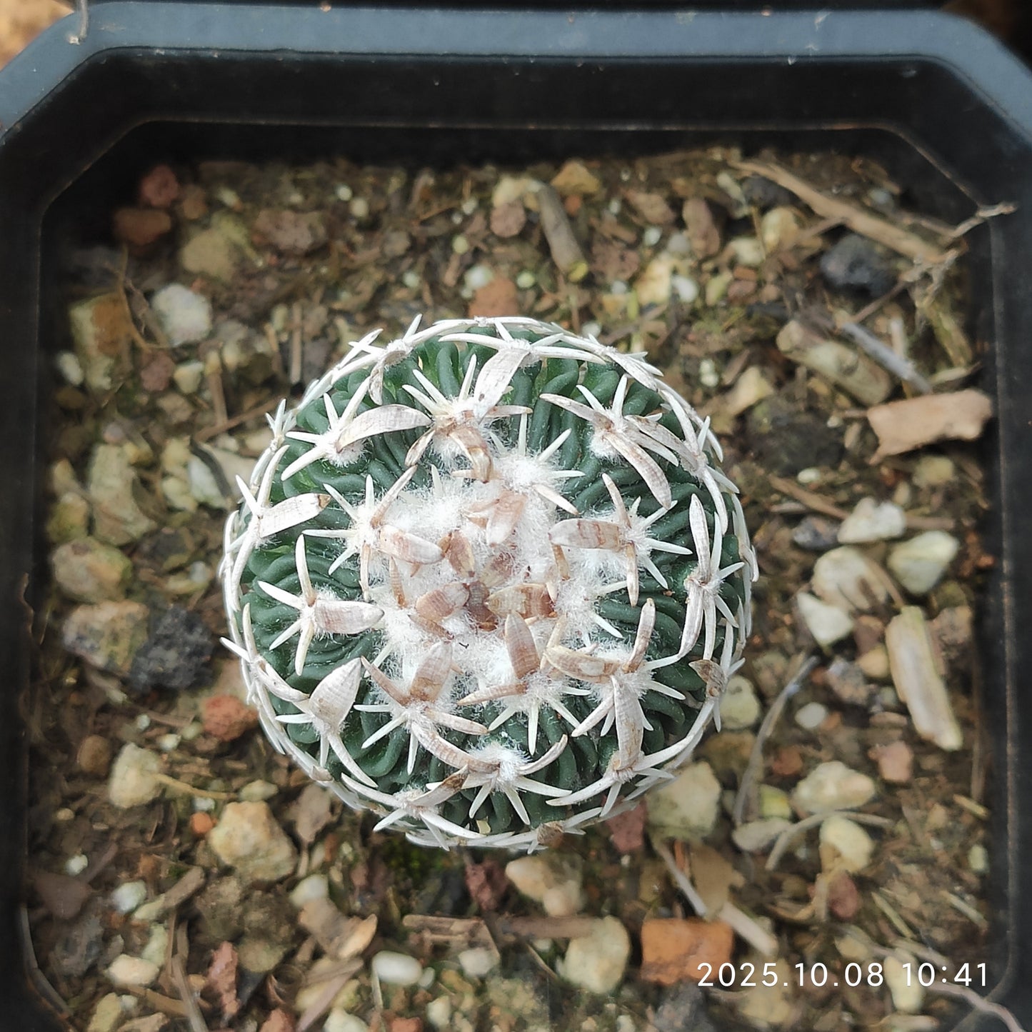 DMC040 エキノフォスロカクタス　白玉（7cm pot）