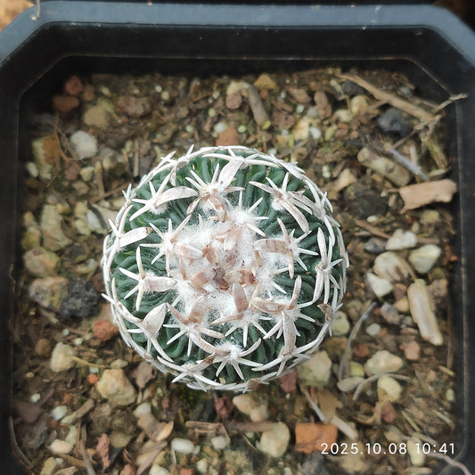 DMC040 エキノフォスロカクタス　白玉（7cm pot）