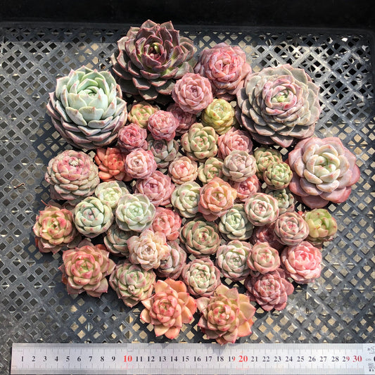 22048 ミックス苗 16