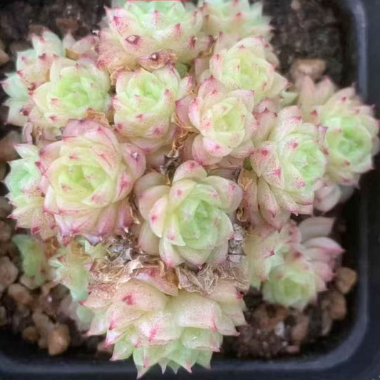 BL1994 シャンテ（7cm pot）