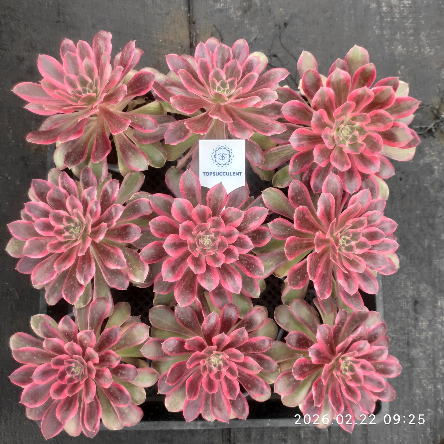 26088 ブラック　デビル