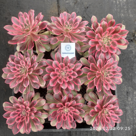 26088 ブラック　デビル