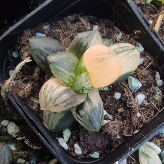 19941 ハオルチア 玉潭寿錦（6.5cm pot）