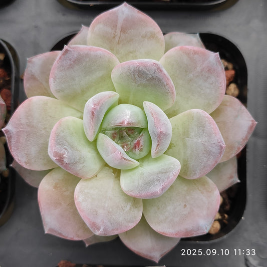 HG033 マルギャンHyb（7cm pot）