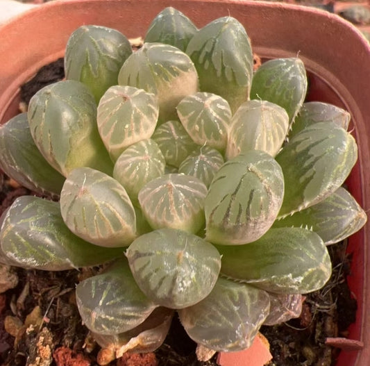 CS138 ゴスト (7cm pot)